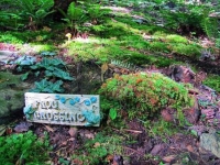 Serenity Moss Garden Spring Showing!