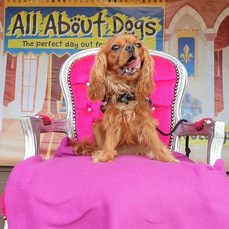 All About Dogs Show Essex 2021, Brentwood, Essex, United Kingdom