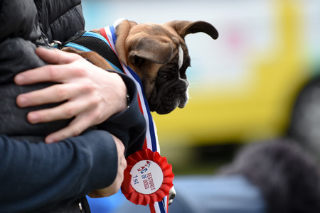 The Surrey Festivals of Dogs and Nonsuch Town and Country Show, Epsom, Surrey, United Kingdom