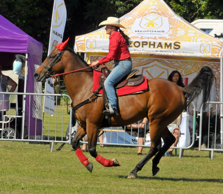 The Nonsuch Town and Country Show and Surrey Festivals of Dogs, Epsom, Surrey, United Kingdom