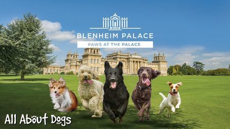 All About Dogs Show - Paws at the Palace 2021, Woodstock, Oxfordshire, United Kingdom