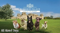 All About Dogs Show - Paws at the Palace 2021