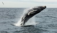 Run the Trails for the Whales Virtual 5K Fun-Raiser!
