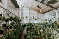 Perth Virtual Pop-up Shop - Huge Indoor Plant Sale