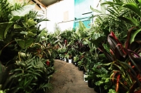 Newcastle Virtual Pop-up Shop - Huge Indoor Plant Sale