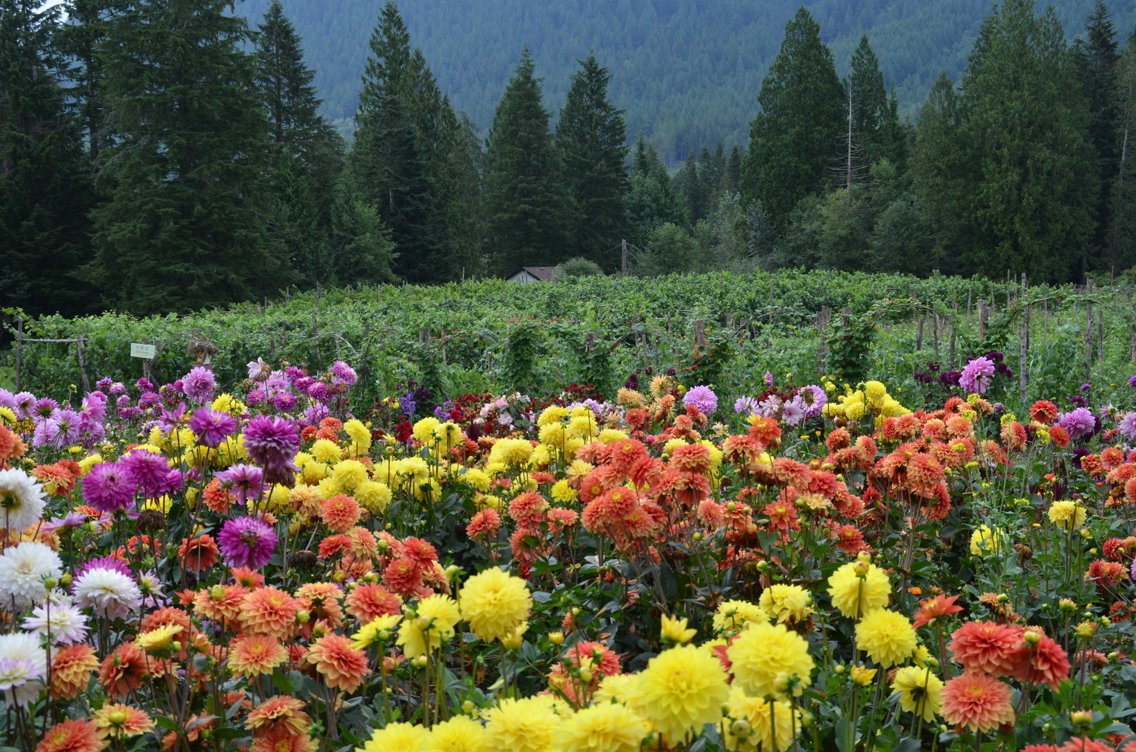 2020 Mission Dahlia Flower and Grape Festival, Fraser Valley F, British Columbia, Canada