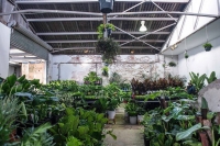 Perth - Springtime Splendour - Virtual Indoor Plant Sale