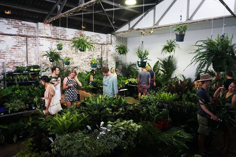 Brisbane - Springtime Splendour- Virtual Indoor Plant Sale, Brisbane, Queensland, Australia
