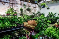 Newcastle - Springtime Splendour - Virtual Indoor Plant Ssale