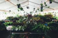 Sydney - Springtime Splendour- Virtual Indoor Plant Sale