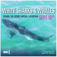 WHITE SHARKS AND WHALES! Virtual Expedition September 18th, 7:00 PM