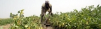 Monitoring and Evaluation of Agricultural Programmes