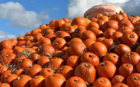 Pumpkin Picking @ Sunnyfields Farm 2020, Southampton, England, United Kingdom