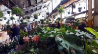 Adelaide - Huge Indoor Plant Sale - Super Dooper Sale