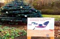 Walk the Historic Pierce House Estate Grounds to See Phinney’s Angel Tree
