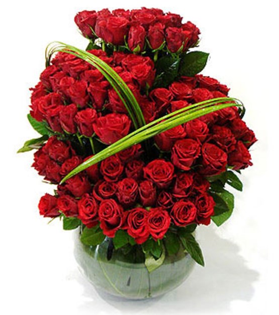 Red Beauty Roses, Dubai, United Arab Emirates