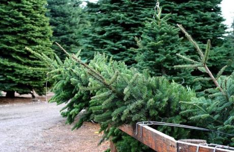 Schaefer U-Cut Noble Christmas Trees, Sherwood, Oregon, United States