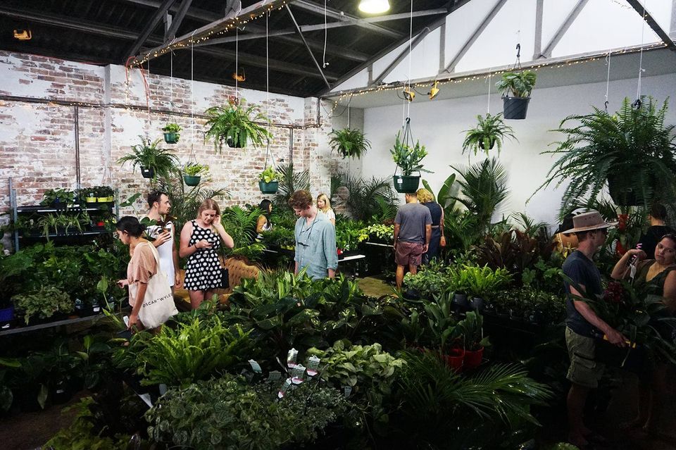 Sydney - Huge Indoor Plant Sale - Rare Plant Party En Blanc, Sydney, New South Wales, Australia