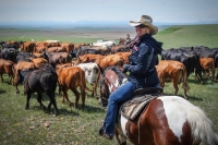CATTLE DRIVE and STAMPEDE