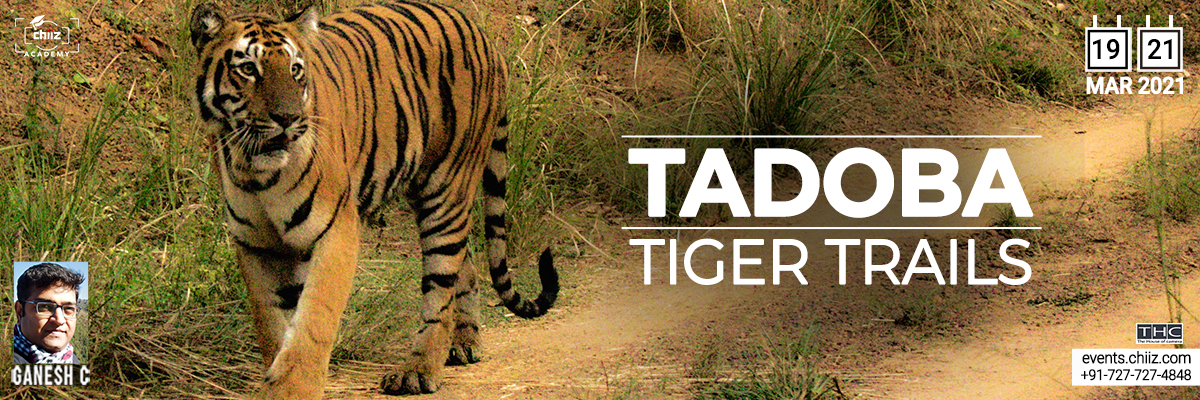 TADOBA TIGER TRAILS, Chandrapur, Maharashtra, India