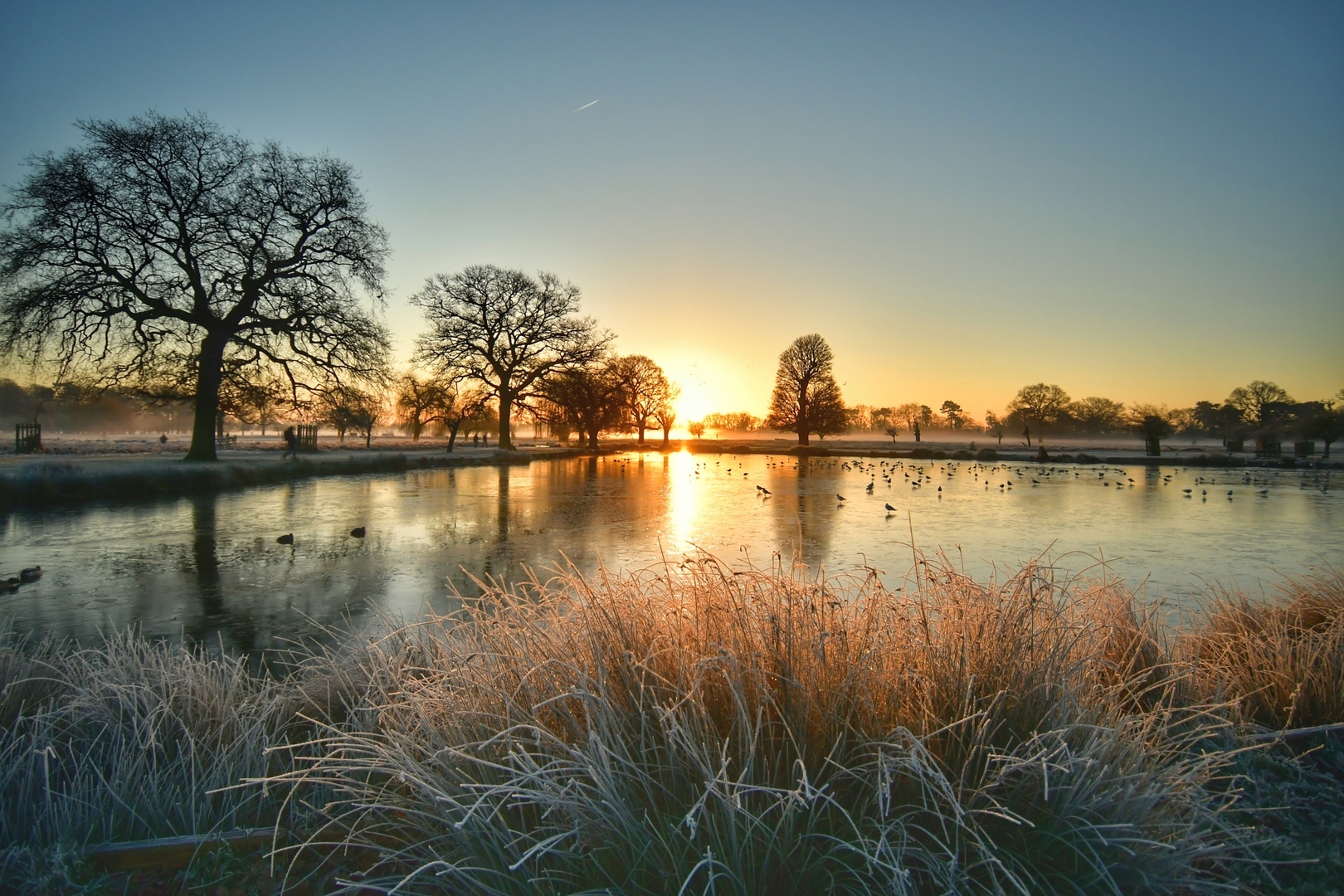 Winter tree identification with The Royal Parks, Virtual Event, United Kingdom