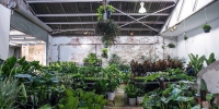 Sydney - Huge Indoor Plant Warehouse Sale - Rumble in the Jungle