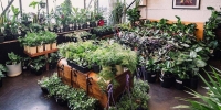 Melbourne - Huge Indoor Plant Sale - Rumble in the Jungle