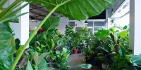 Perth - Huge Indoor Plant Warehouse Sale - Rumble in the Jungle