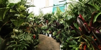 Perth - Huge Indoor Plant Warehouse Sale - Plants + Pups Sale!
