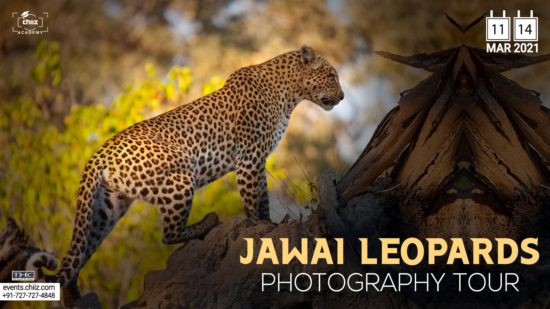 JAWAI Leopards - Photography Tour, Pali, Rajasthan, India