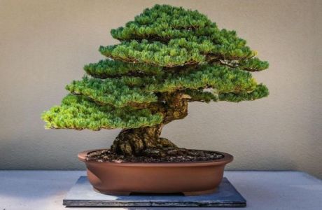 From Bonsai to Chinese Gardens - the story of philosophy and design, Online Event, United Kingdom
