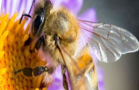 After Dark Online: Bees, Online Event, United States
