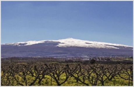Volcanic Wines! [March 13], Online Event, United States