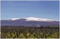 Volcanic Wines! [March 13]