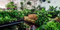 Sydney - Huge Indoor Plant Warehouse Sale - Foliage Fiesta