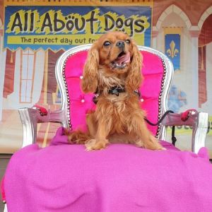 All About Dogs Show Newark 2021, Newark, Nottinghamshire, United Kingdom