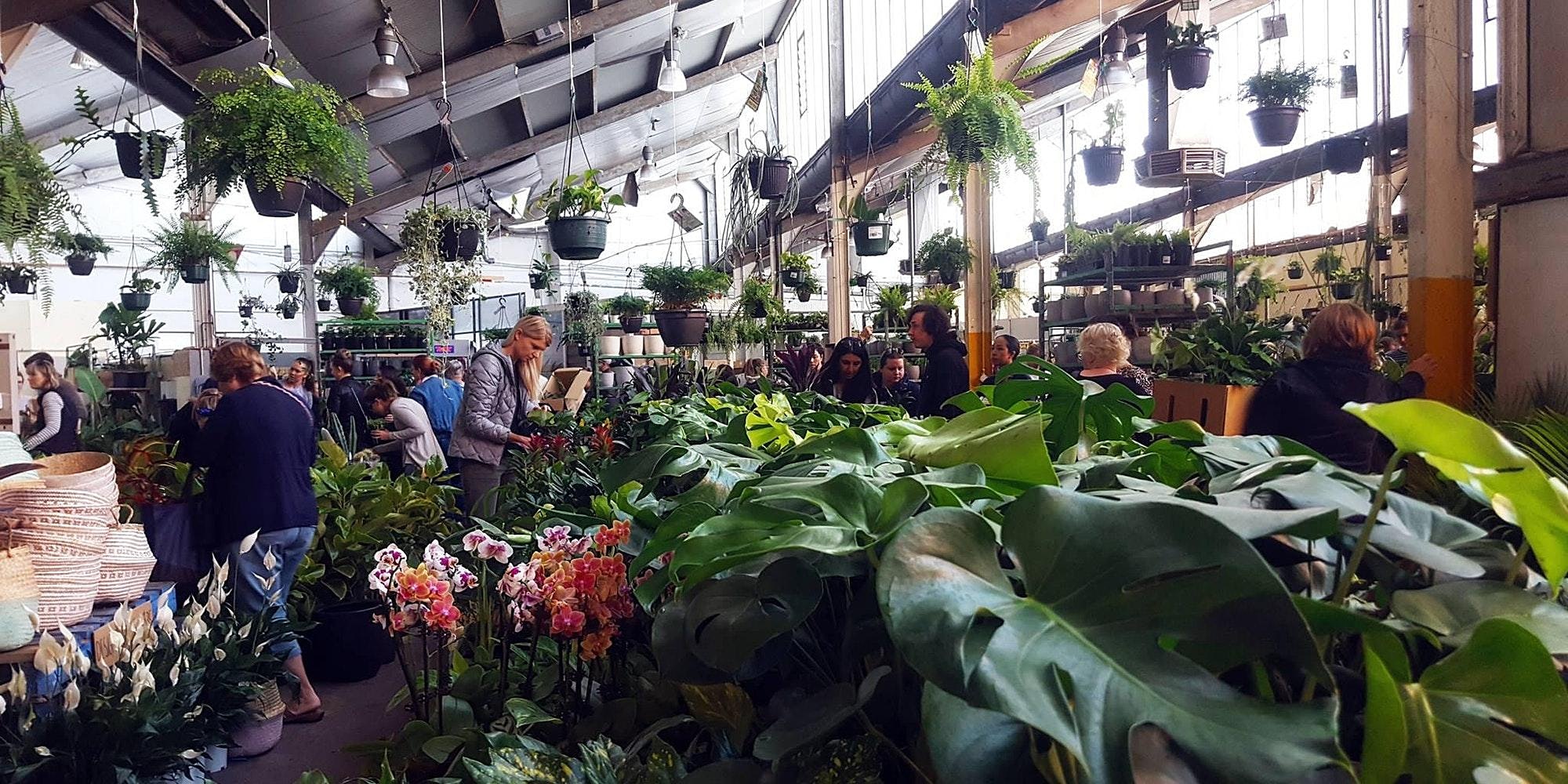 Melbourne - Huge Indoor Plant Warehouse Sale - Foliage Fiesta, Melbourne, Victoria, Australia