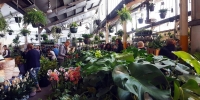 Melbourne - Huge Indoor Plant Warehouse Sale - Foliage Fiesta