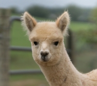 Bent Limb Farm Alpaca Shearing and More