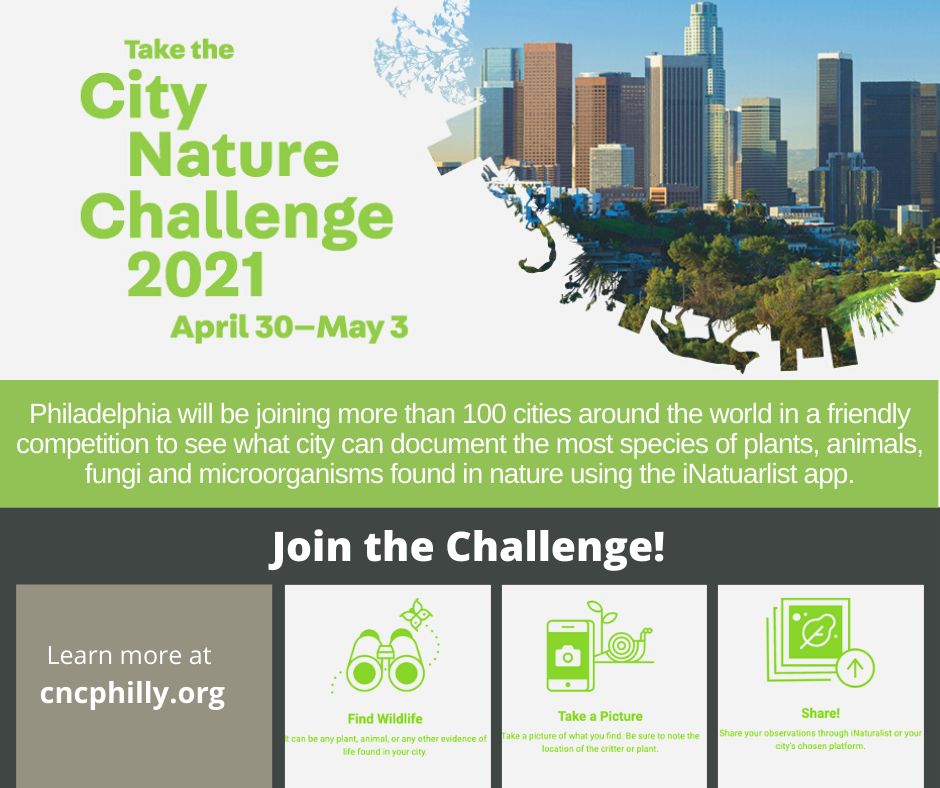 Philadelphia City Nature Challenge 2021, Philadelphia, Pennsylvania, United States