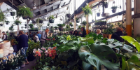 Brisbane - Huge Indoor Plant Warehouse Sale - Foliage Fiesta