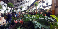 Melbourne - Huge Indoor Plant Warehouse Sale - Safari Party