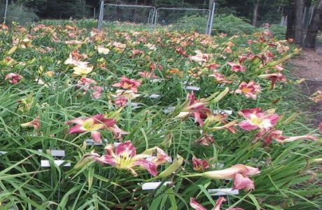Daylily Club Show and Plant Sale Saturday May 8, 10 AM-3 PM at the Albany Mall, in the Penney's wing., Albany, Georgia, United States