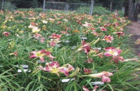 Daylily Club Show and Plant Sale Saturday May 8, 10 AM-3 PM at the Albany Mall, in the Penney's wing.