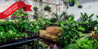 Melbourne - Huge Indoor Plant Warehouse Sale - Mothers' Day Plant Sale