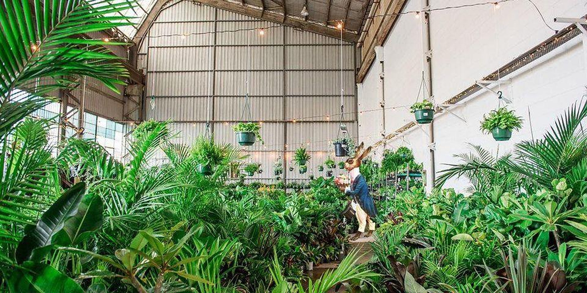 Sydney - Huge Indoor Plant Warehouse Sale - Mad Hatter's Party, Sydney, New South Wales, Australia