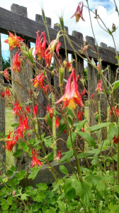 Blue Ridge Plant & Seed Swap