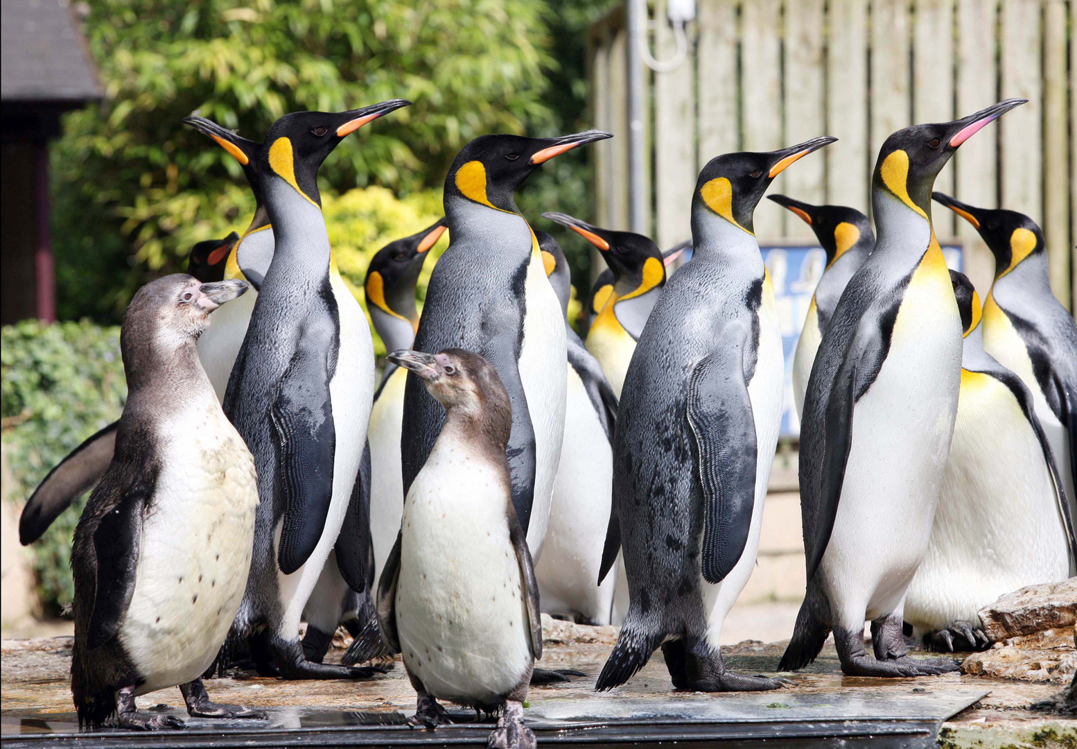 Penguin Week this May Half Term at Birdland, Bourton-on-the-Water, England, United Kingdom