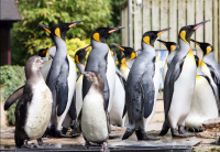 Penguin Week this May Half Term at Birdland