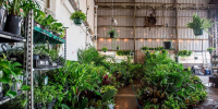 Perth - Huge Indoor Plant Warehouse Sale - Low Light Party